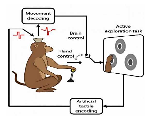 Opice ovládá ruku virtuálního avatara