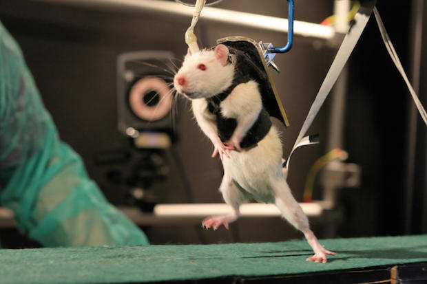Paralyzovaný potkan mohl díky rehabilitaci znovu používat své nohy